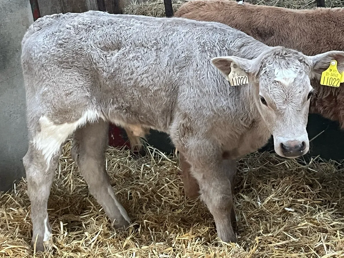 Super 5/8 Week Old Charolais Bull Calves - Image 4