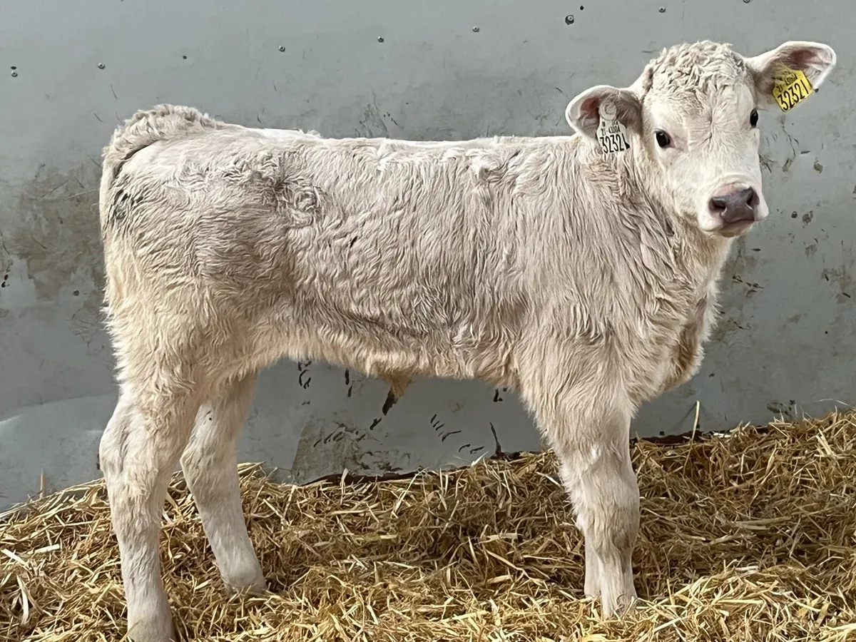 Super 5/8 Week Old Charolais Bull Calves - Image 1