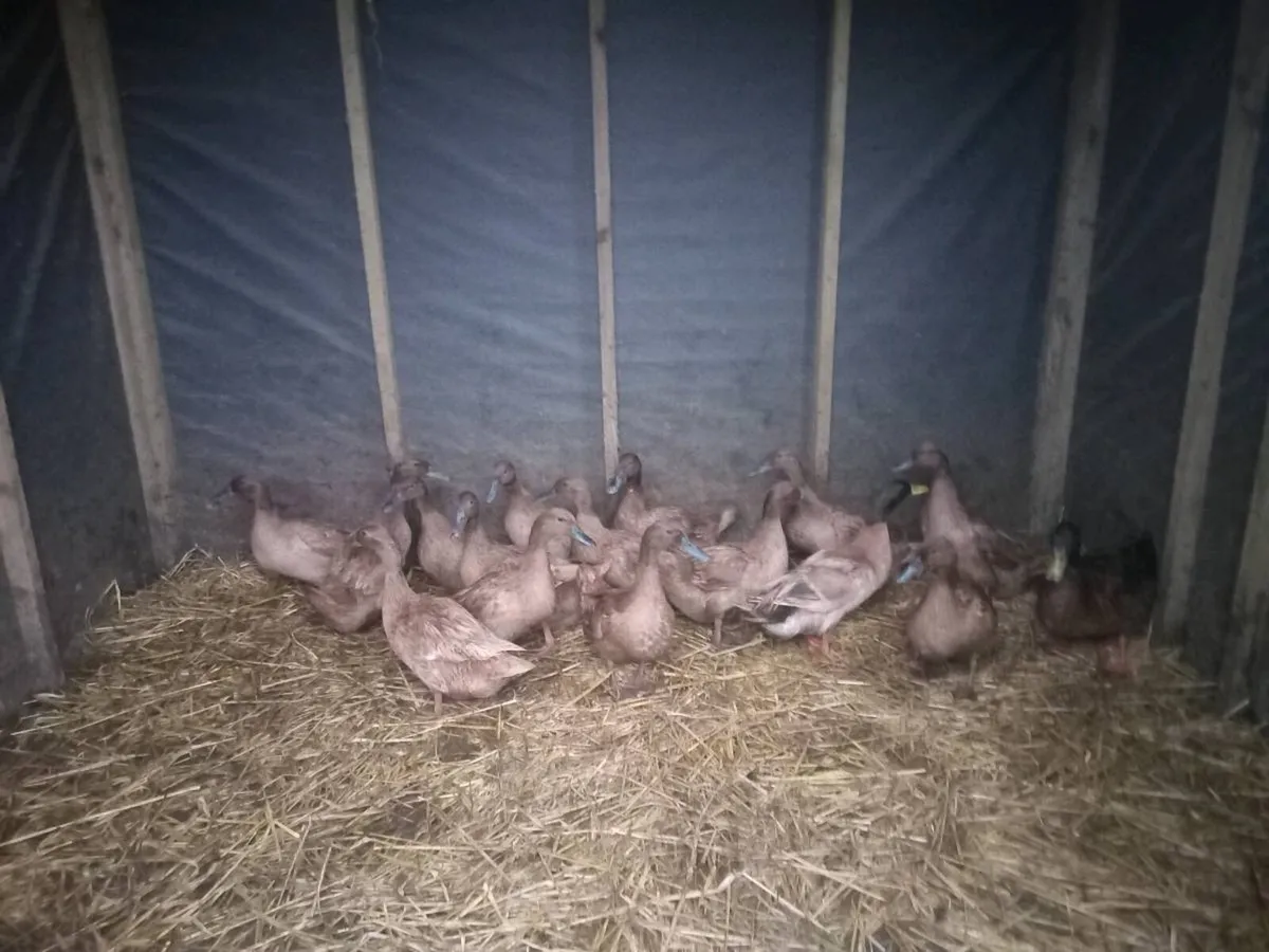 Kaki campbell - Image 1