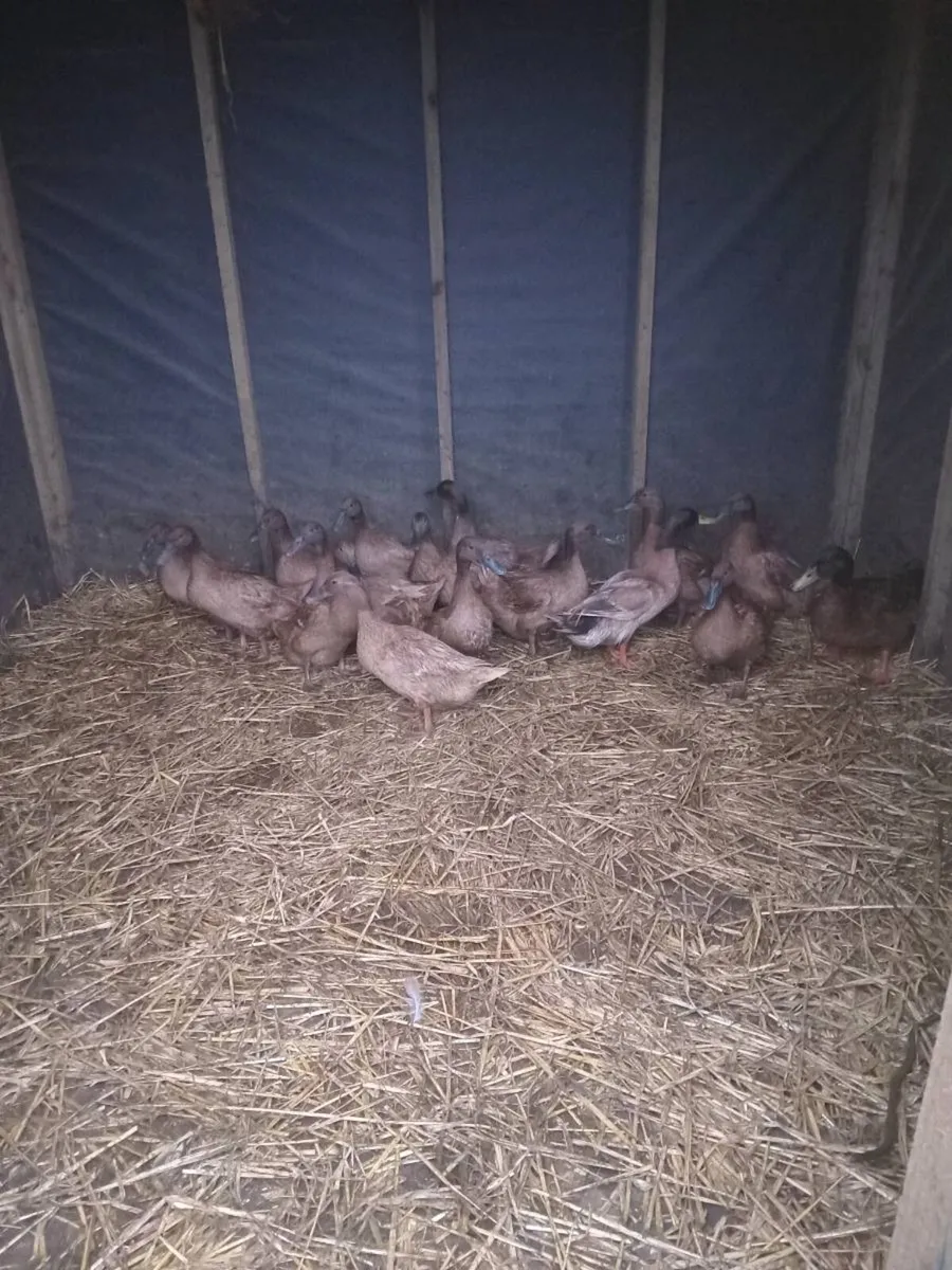 Kaki campbell - Image 2