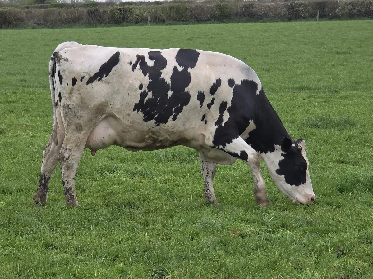 Dairy Sale 155 head Cork Marts Corrin - Image 1