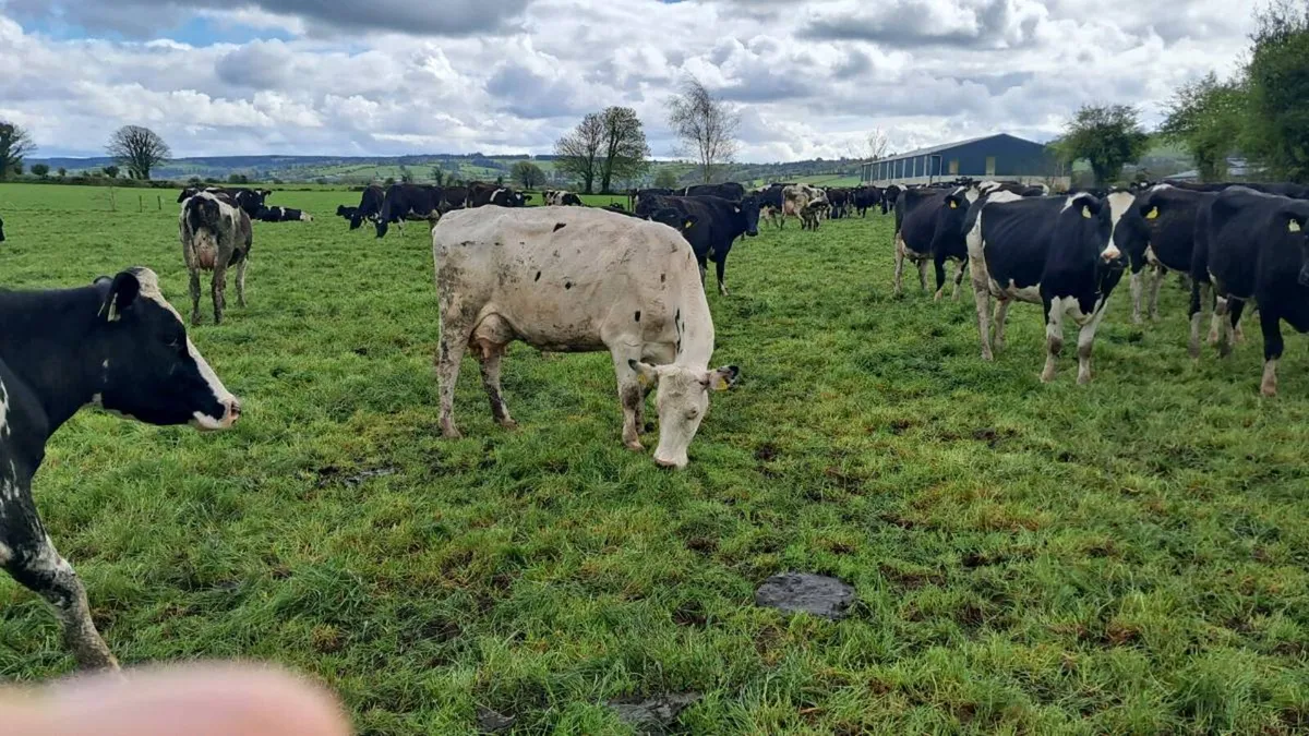 Dairy Sale 155 head Cork Marts Corrin - Image 2