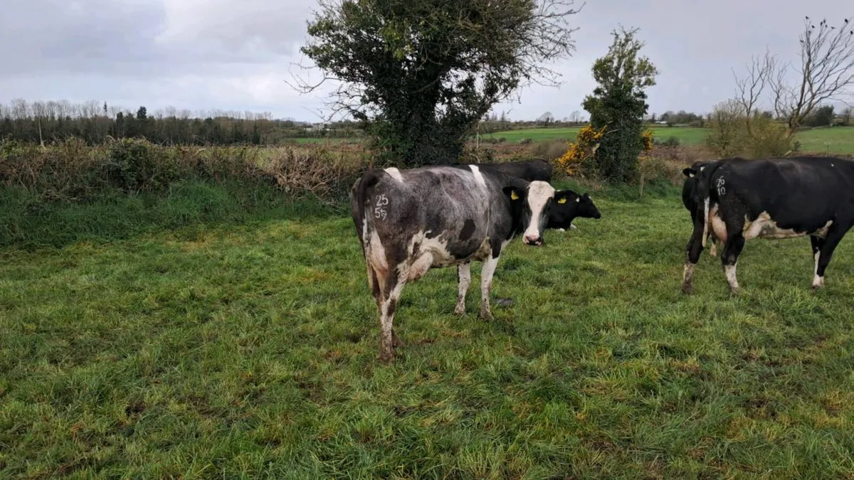 Dairy Sale 155 head Cork Marts Corrin - Image 3