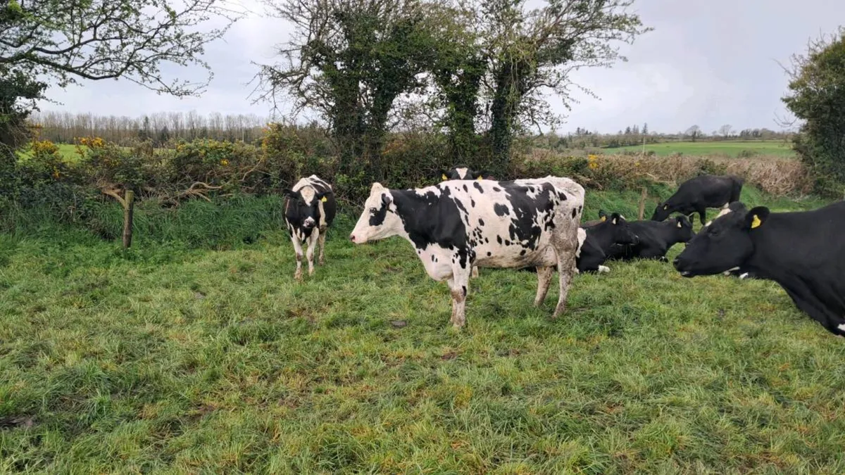 Dairy Sale 155 head Cork Marts Corrin - Image 4