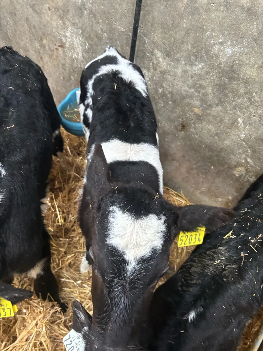 Belgian Blue Bull (5weeks old) - Image 1