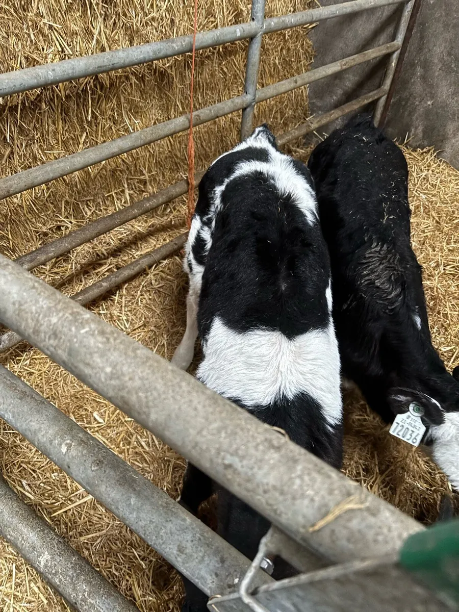 Belgian Blue Bull (5weeks old) - Image 2