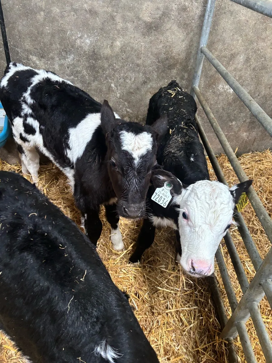 Belgian Blue Bull (5weeks old) - Image 3