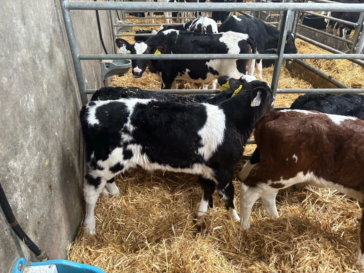 Belgian Blue Bull (5weeks old) - Image 4