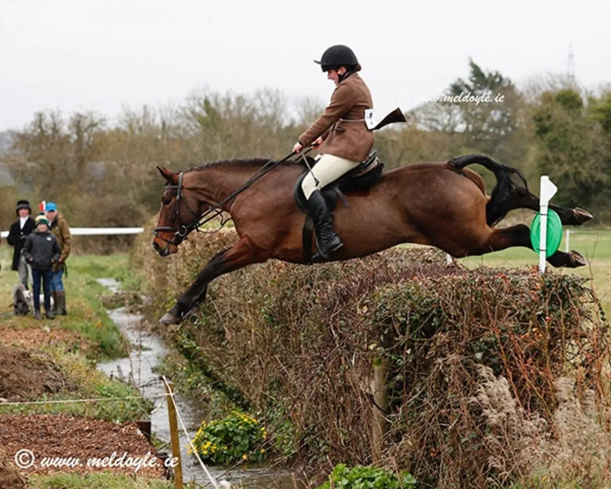 ⭐️TIH allrounder mare⭐️ - Image 1