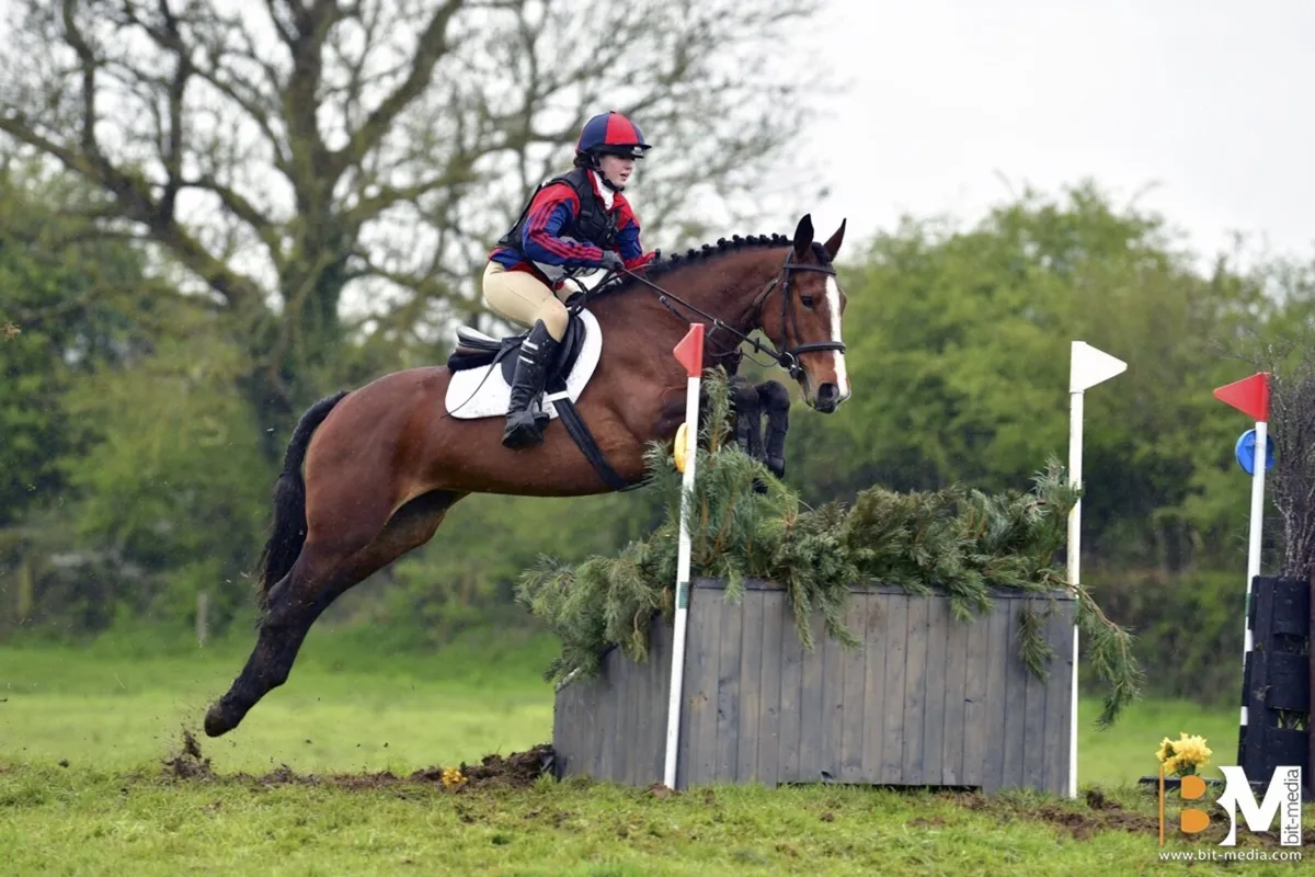 ⭐️TIH allrounder mare⭐️ - Image 2