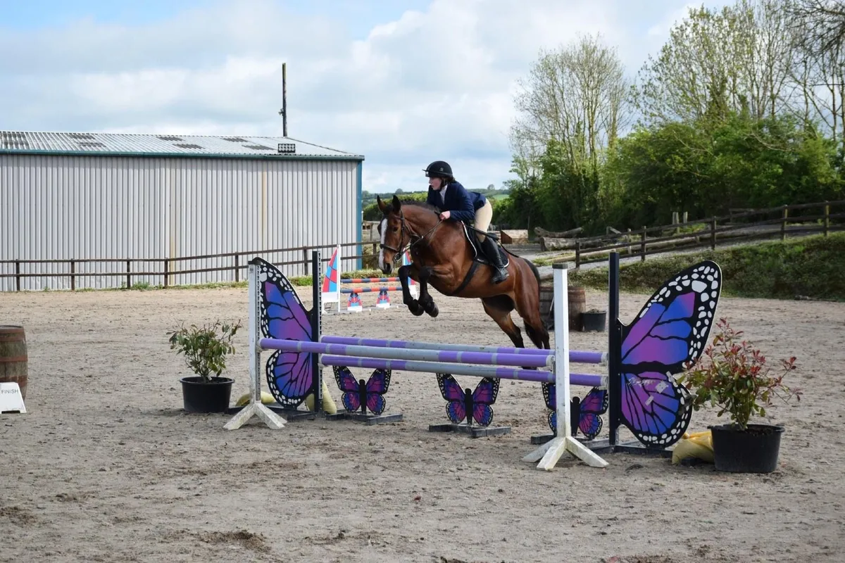 ⭐️TIH allrounder mare⭐️ - Image 3