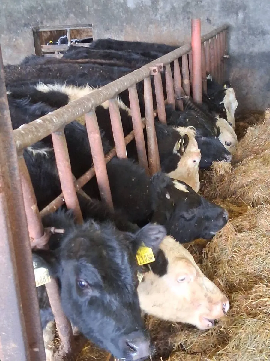 Ballinrobe mart 15/4/26 ten one year old bullocks - Image 2