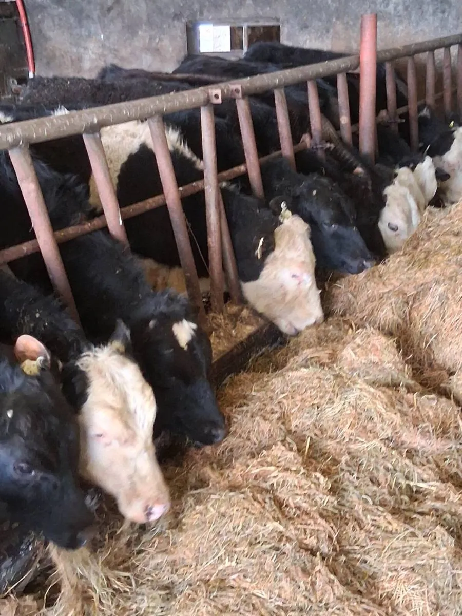 Ballinrobe mart 15/4/26 ten one year old bullocks - Image 3
