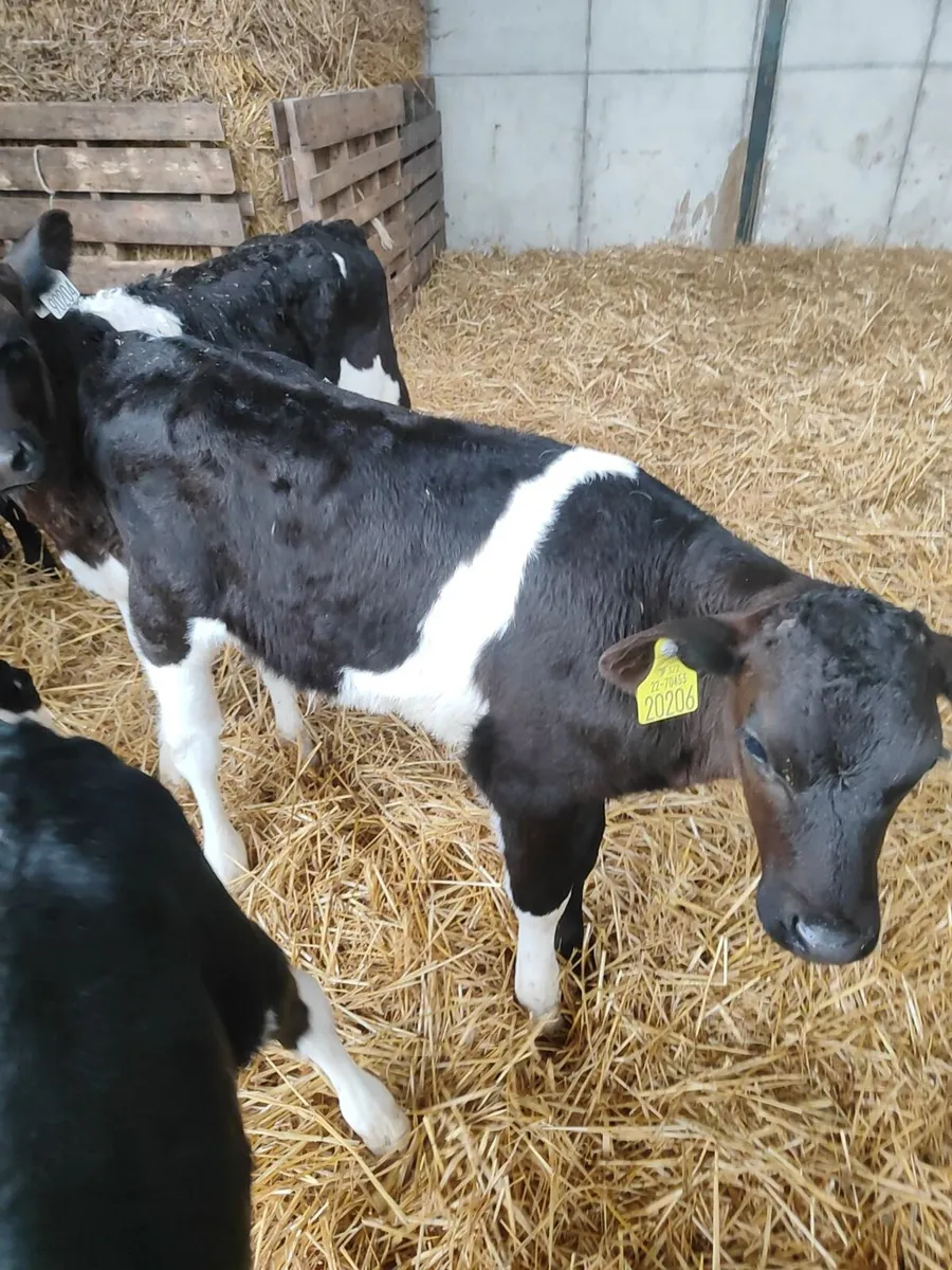 Calves - Image 2