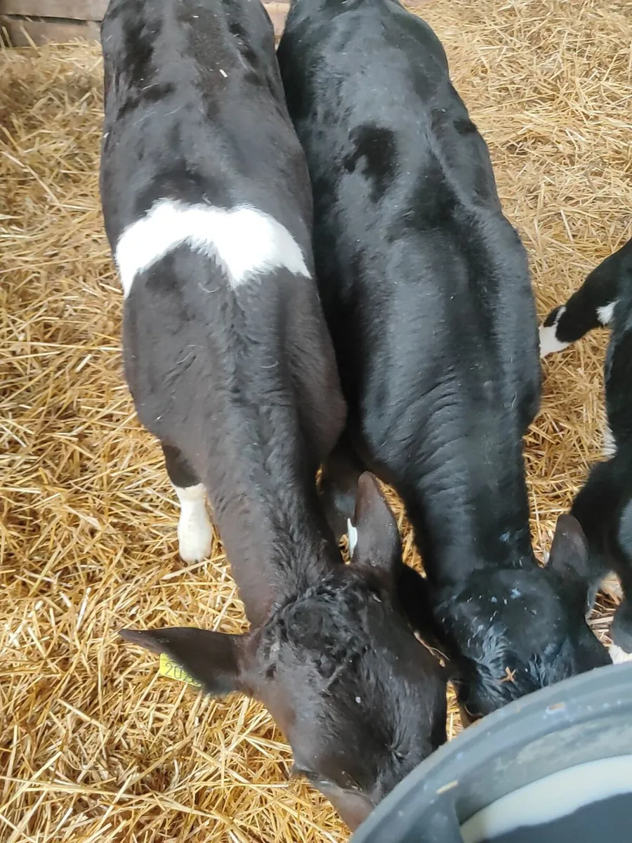 Calves - Image 1