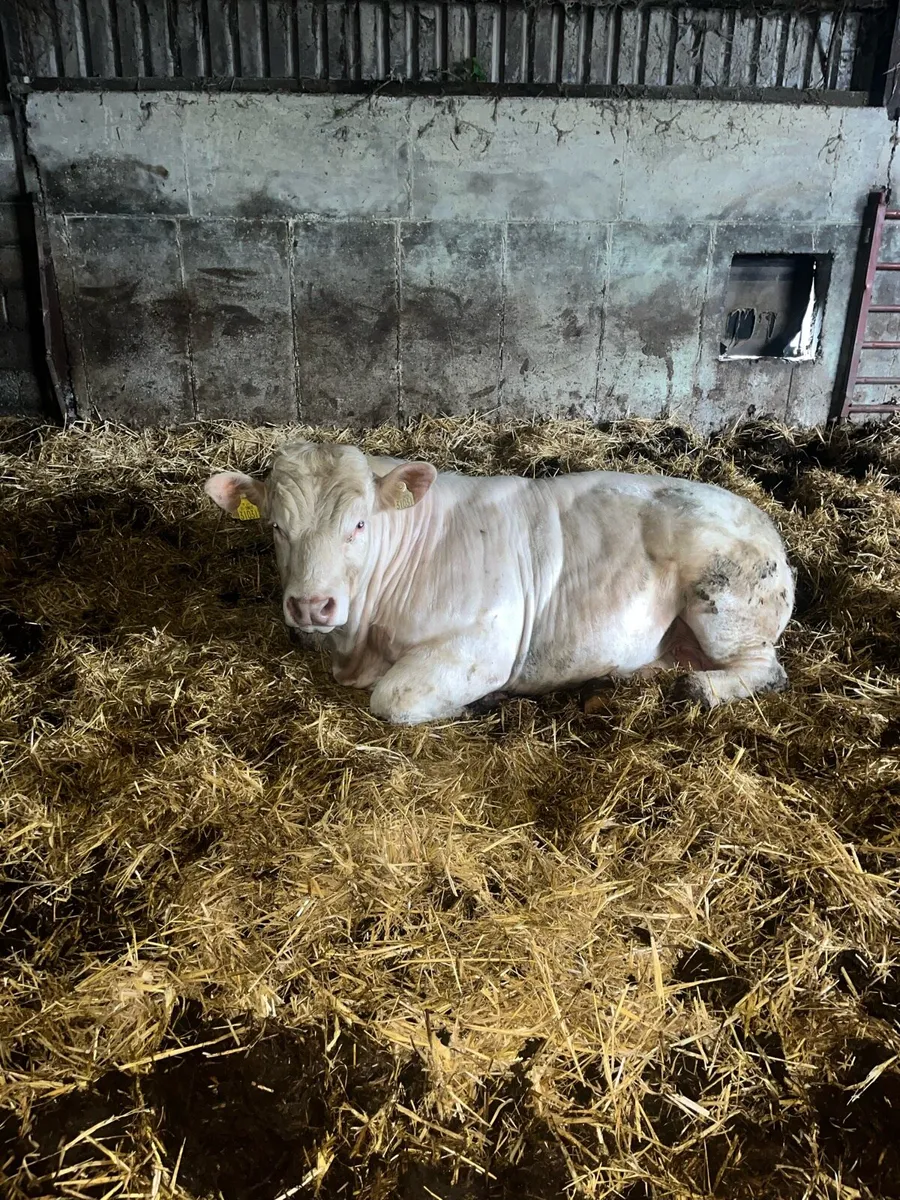 Charlois bull bivouac bloodline - Image 2