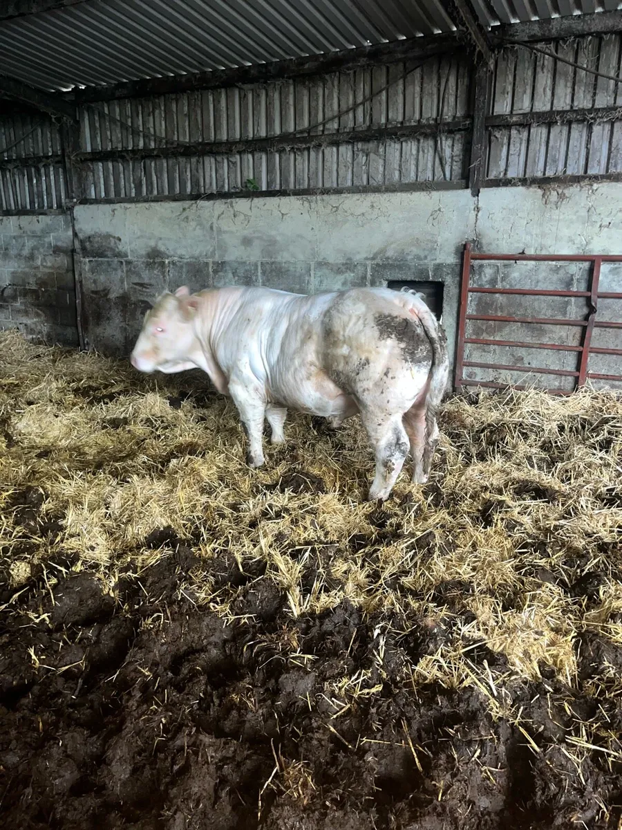 Charlois bull bivouac bloodline - Image 3