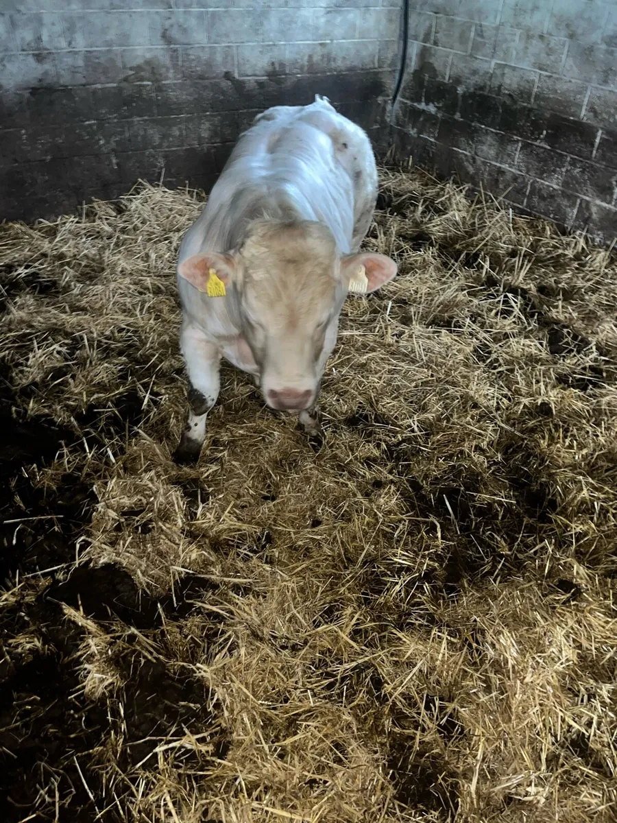 Charlois bull bivouac bloodline - Image 4