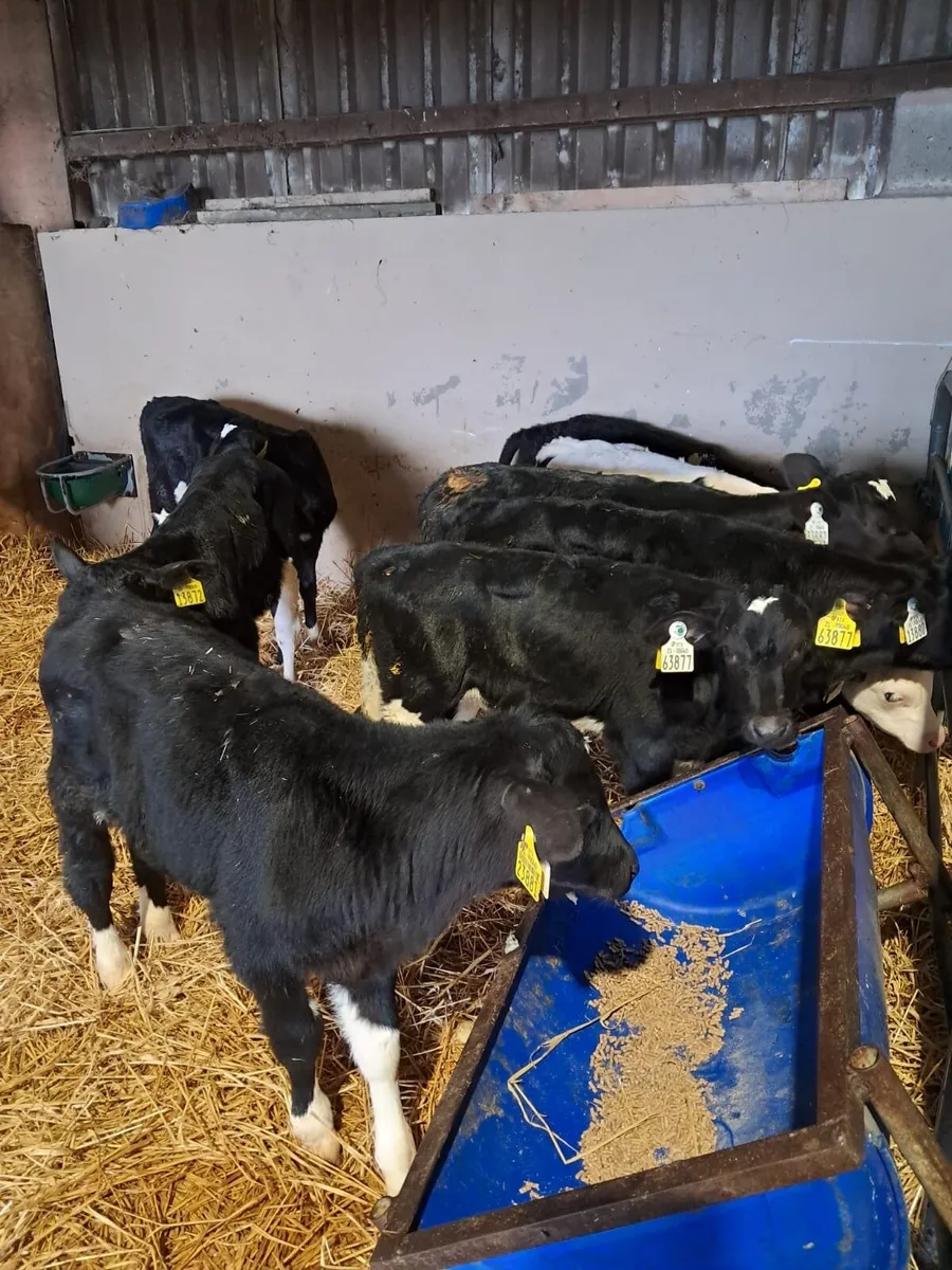 Pedigree registered Fr Heifer calves - Image 1