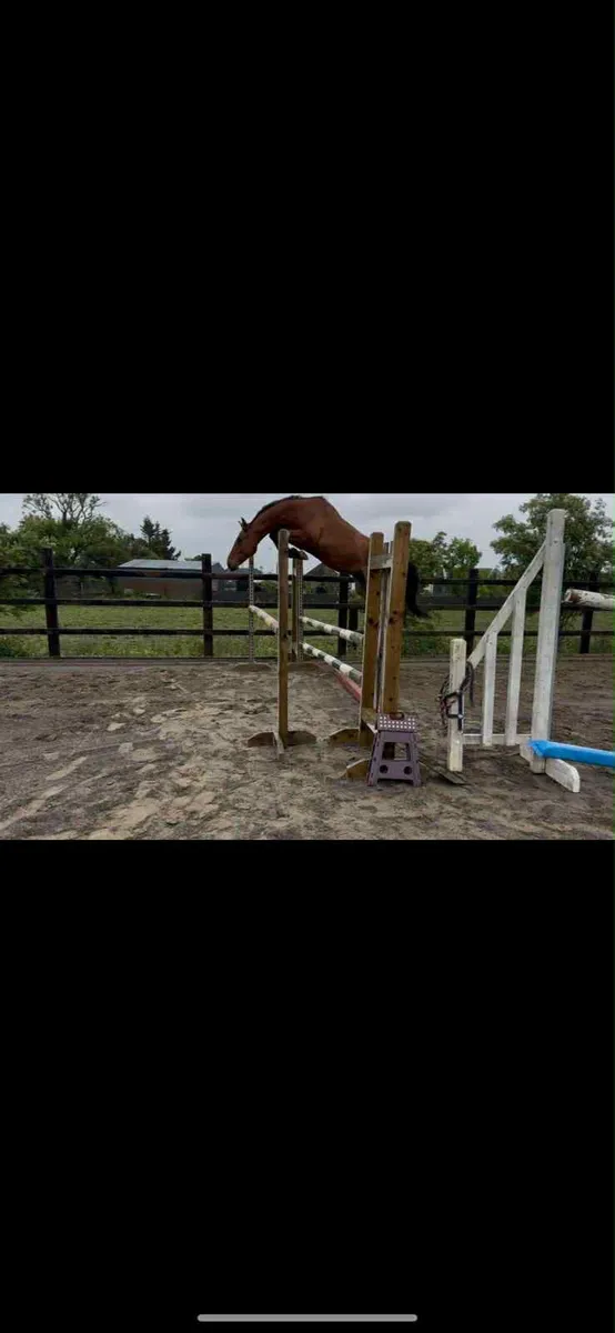 Broodmare by Accorado I x indoctro - Image 1