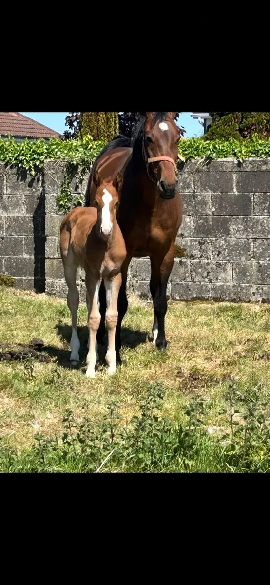 Broodmare by Accorado I x indoctro - Image 3