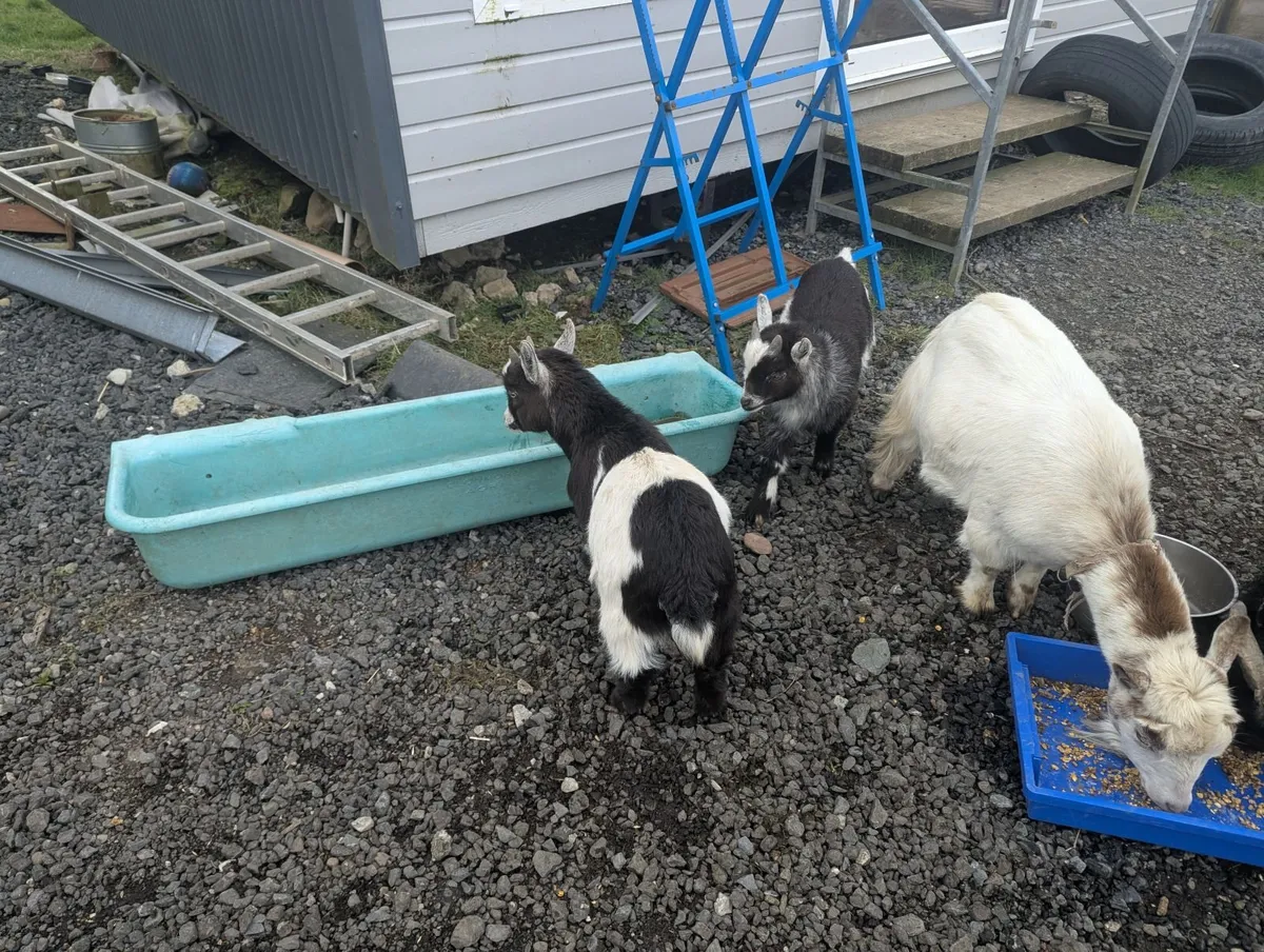 Pygmy goats - Image 3