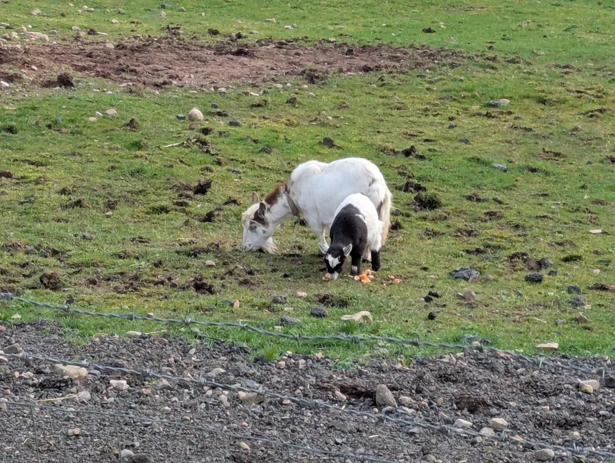 Pygmy goats - Image 4