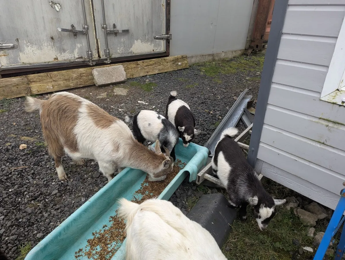 Pygmy goats - Image 1