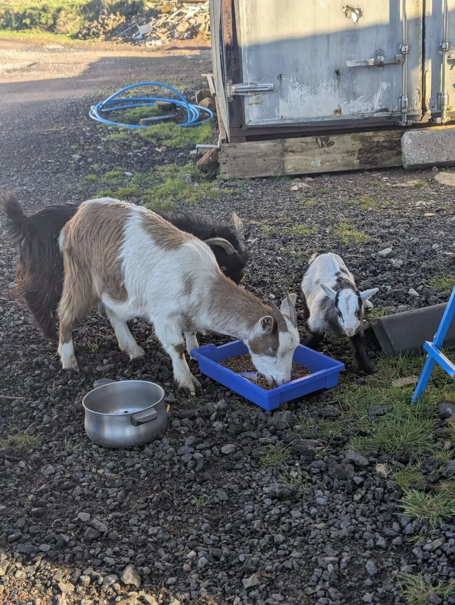 Pygmy goats - Image 2