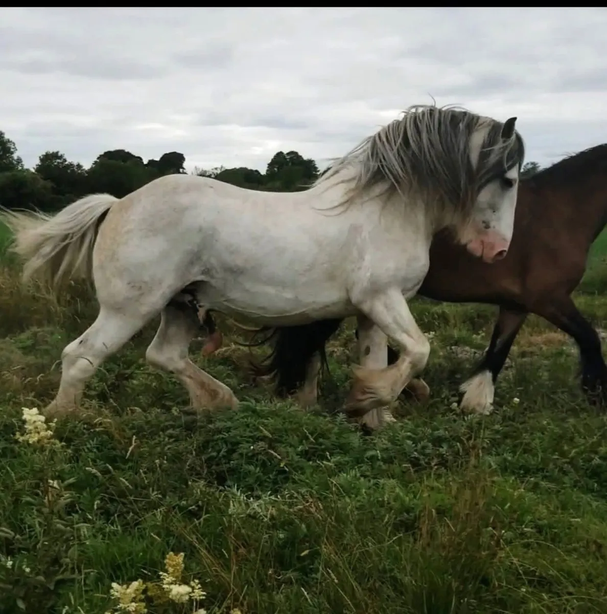 For Stud Curnamuckla Kloud - Image 2