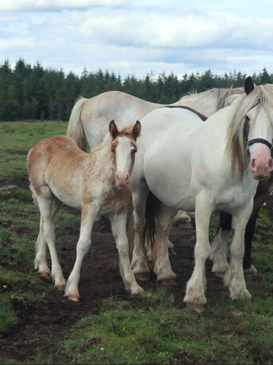 For Stud Curnamuckla Kloud - Image 3