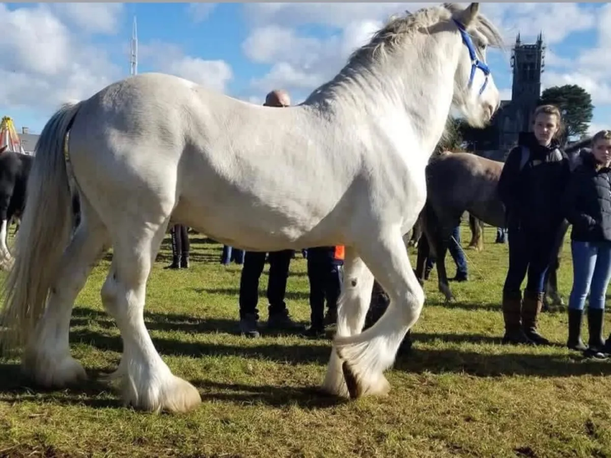 For Stud Curnamuckla Kloud - Image 1