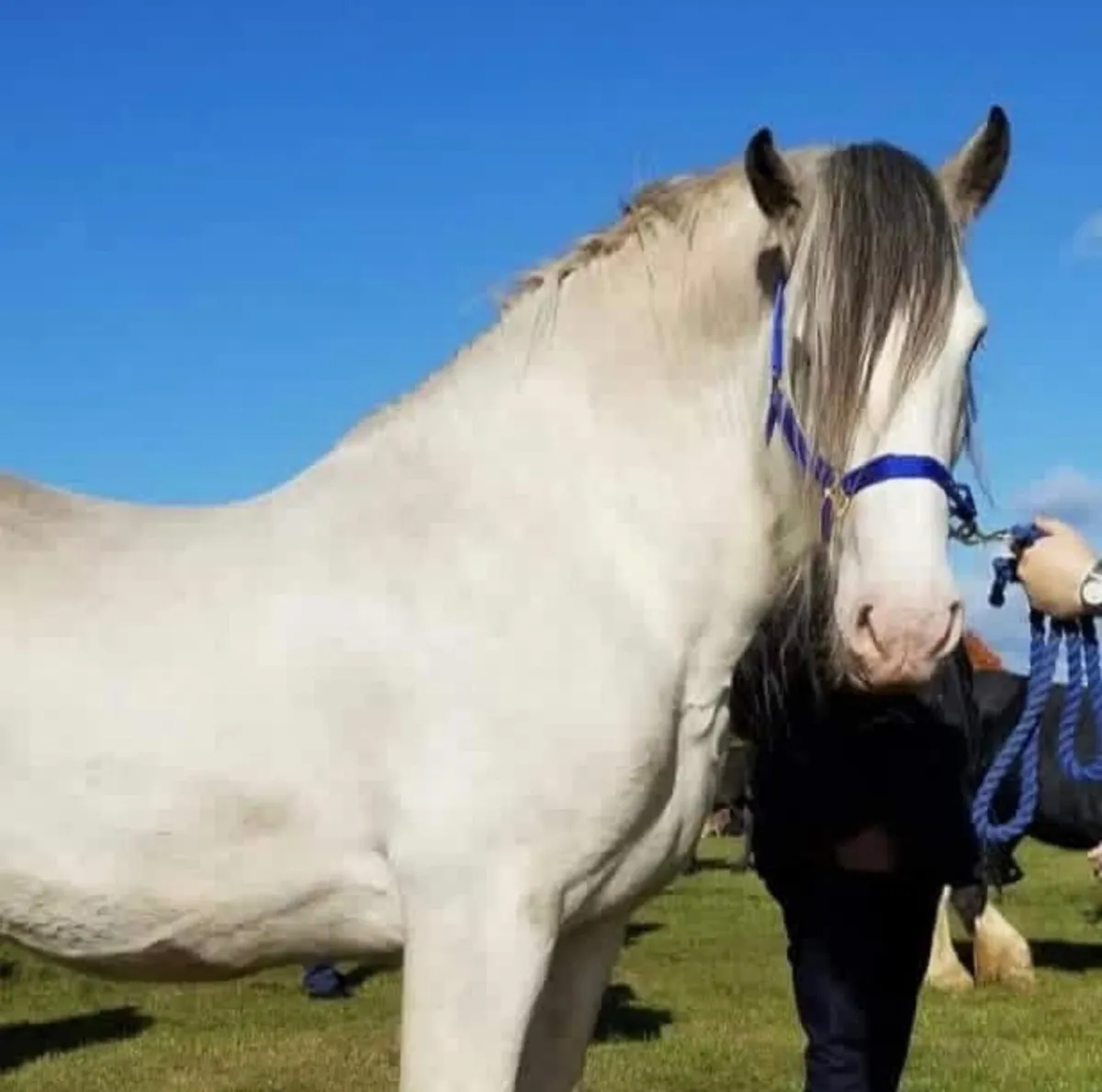 For Stud Curnamuckla Kloud - Image 4