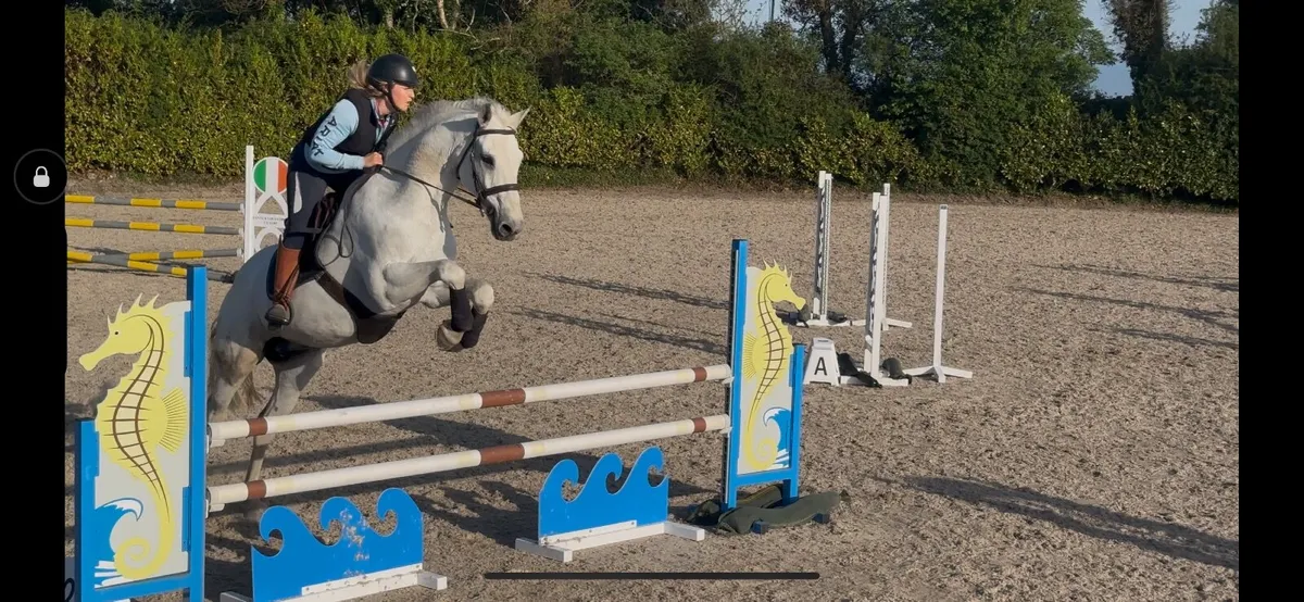 Amateur horse // ridding club horse - Image 3