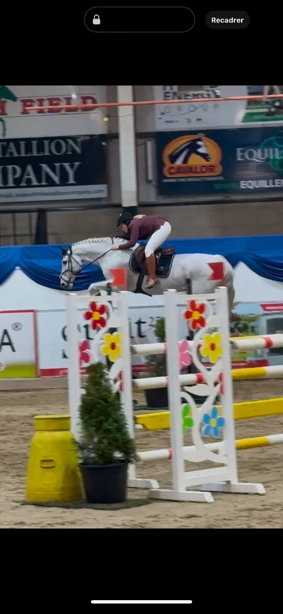 Amateur horse // ridding club horse - Image 1