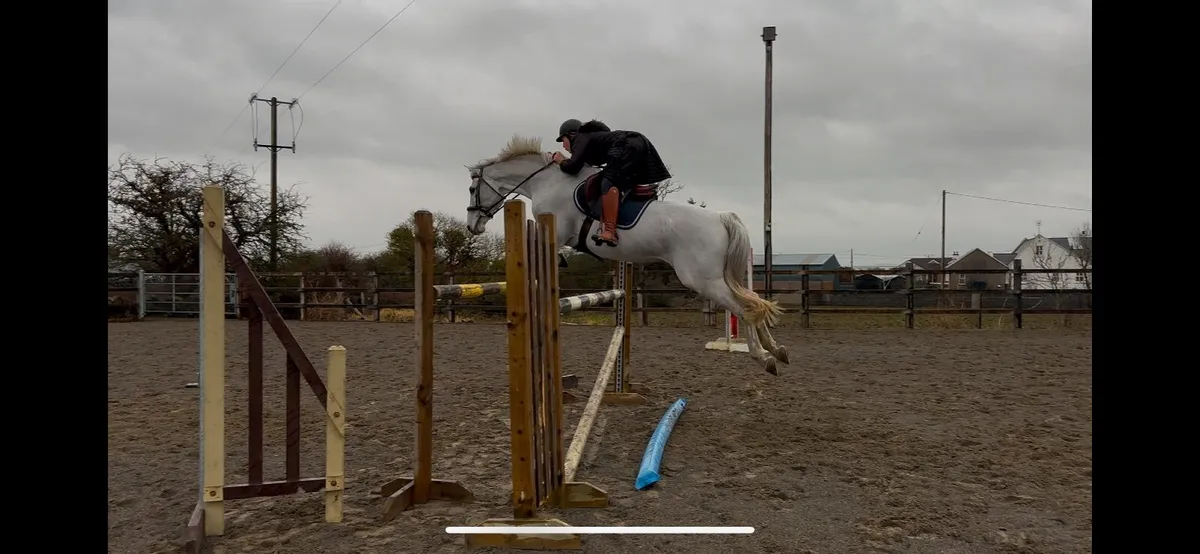 Amateur horse // ridding club horse - Image 2