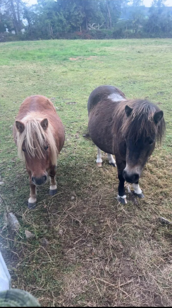 Falabella pony's - Image 1