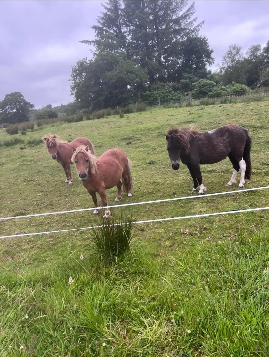 Falabella pony's - Image 2