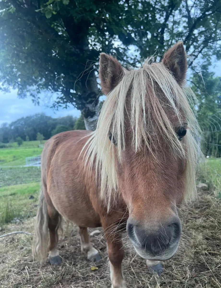 Falabella pony's - Image 3