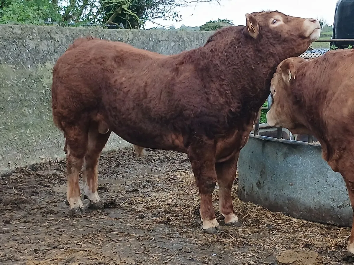 4 ⭐️PBR Bull - Image 2