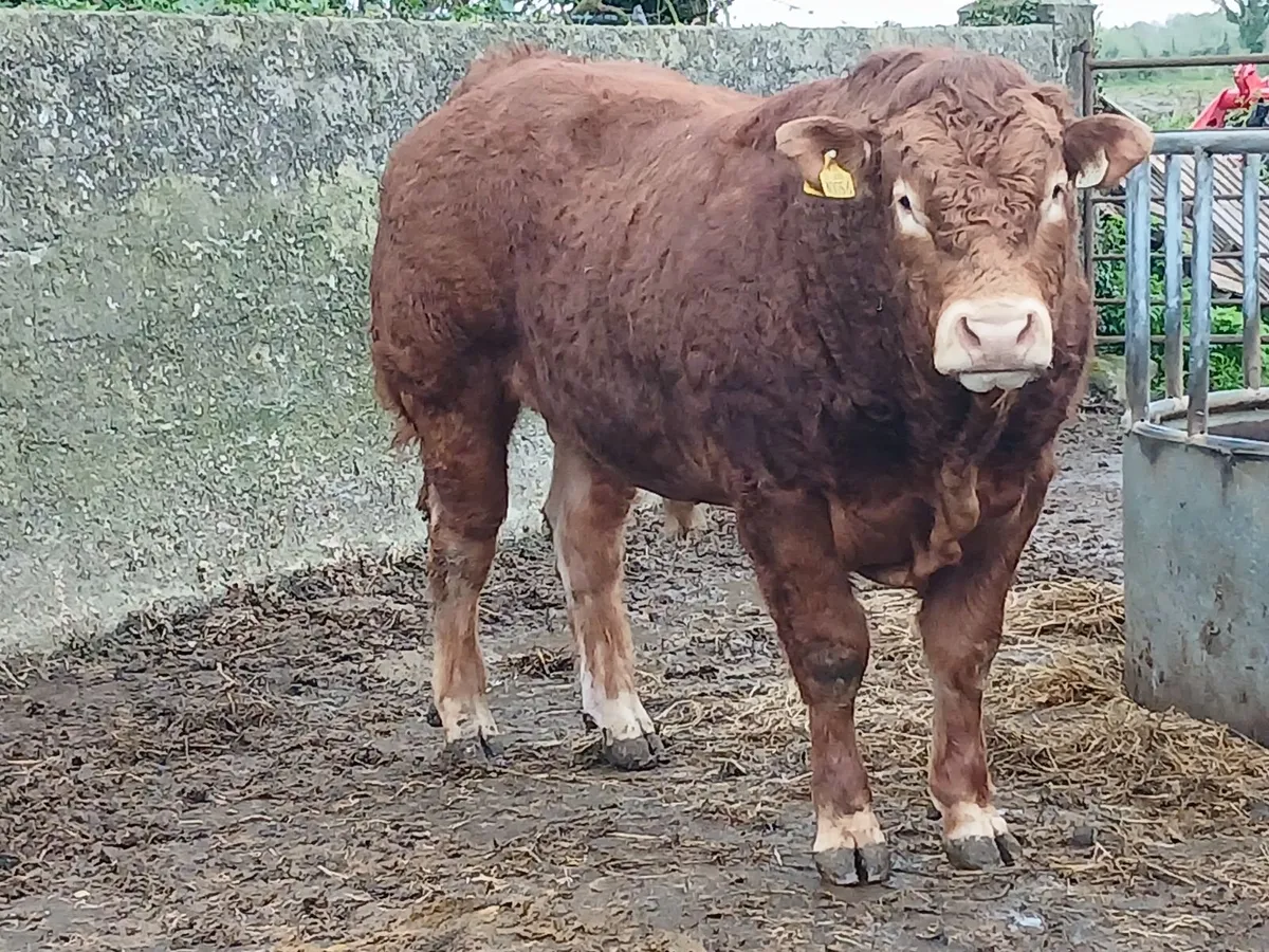 4 ⭐️PBR Bull - Image 1