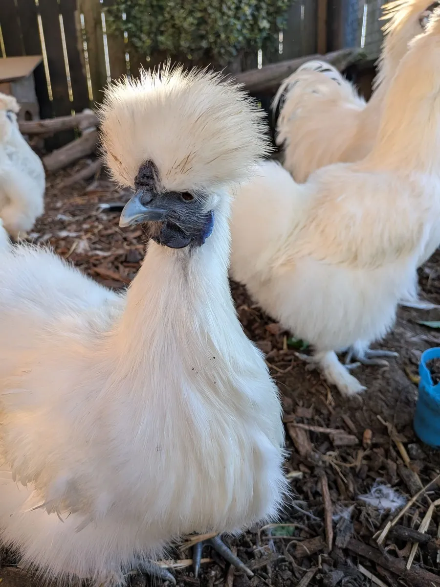Silkie eggs - Image 4