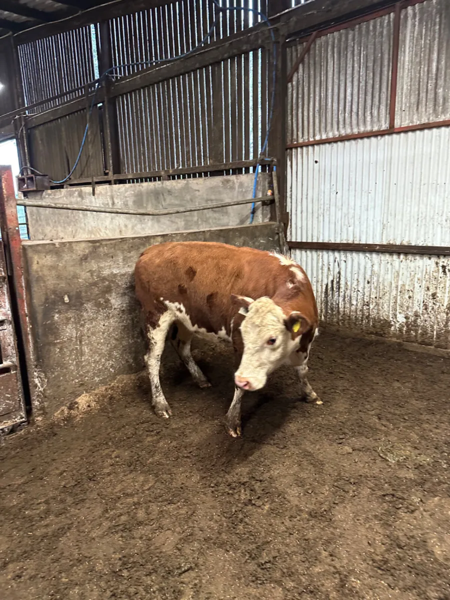 Hereford springing heifer - Image 3