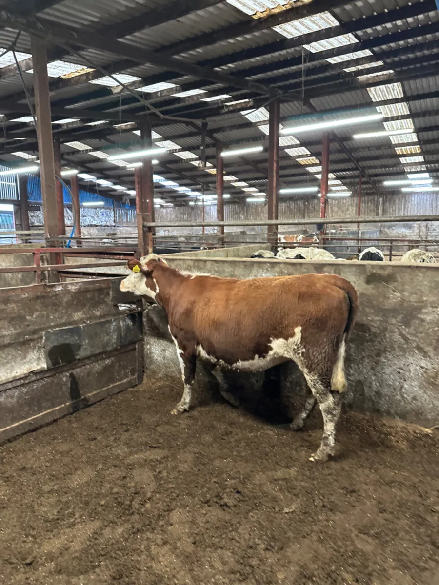 Hereford springing heifer - Image 2