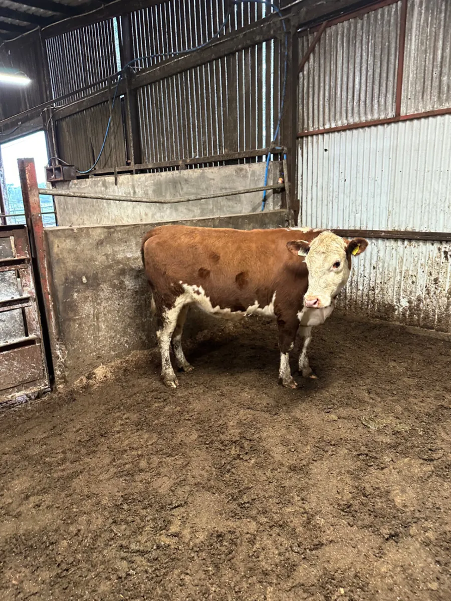 Hereford springing heifer - Image 1