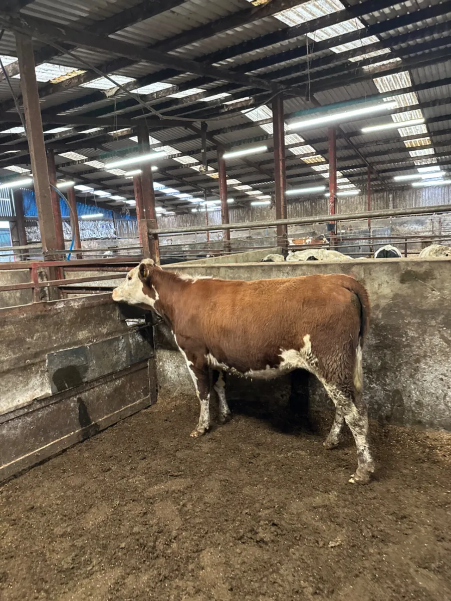 Hereford springing heifer - Image 4