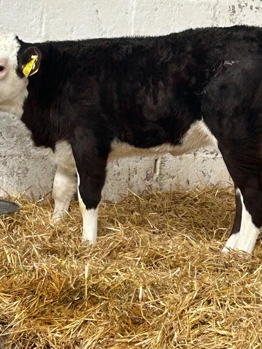 3 SUPER BLACK WHITEHEAD HEIFER CALVES - Image 1