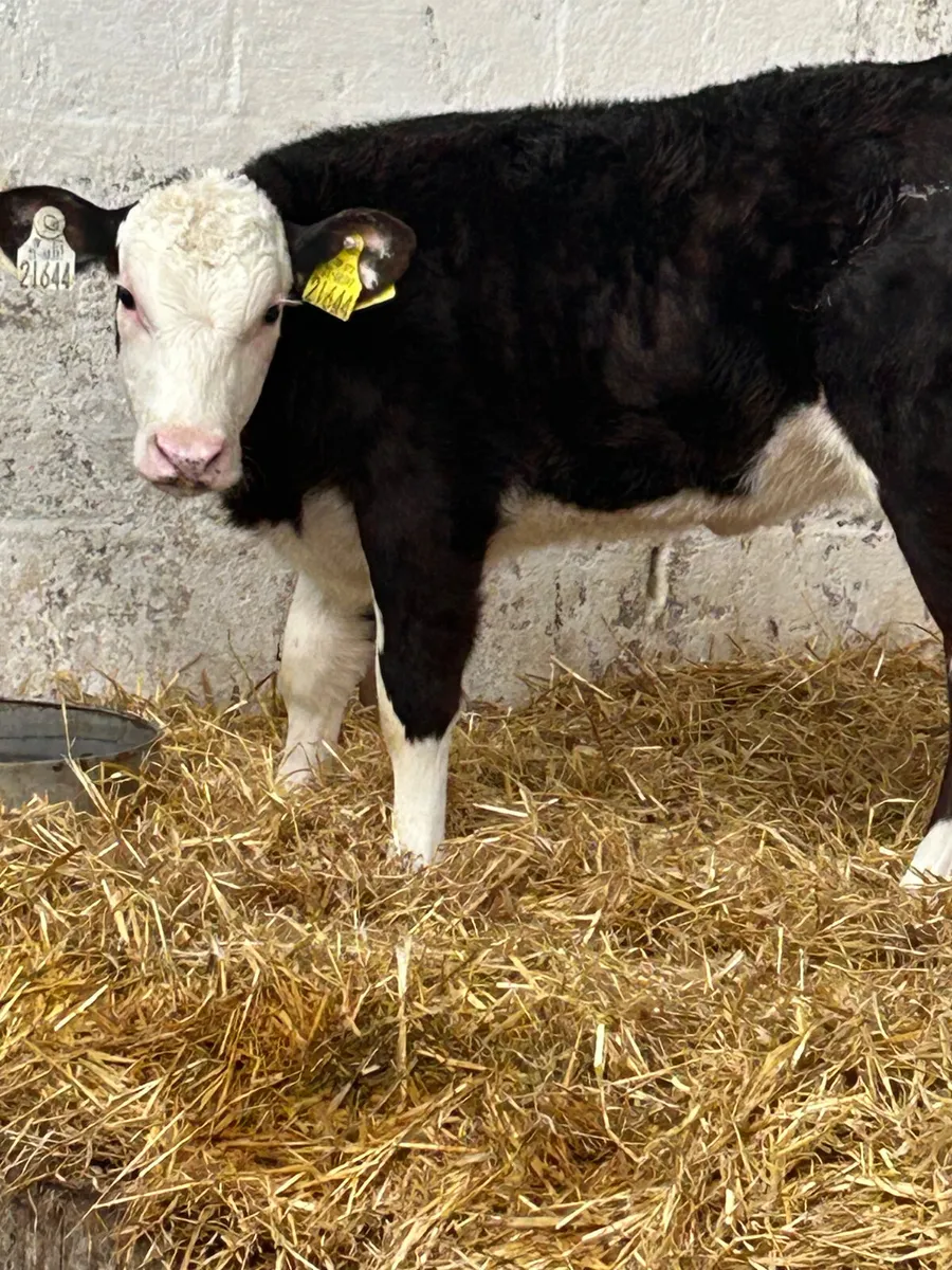 3 SUPER BLACK WHITEHEAD HEIFER CALVES - Image 4