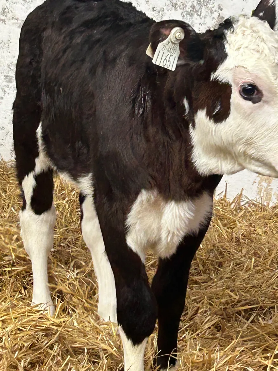 3 SUPER BLACK WHITEHEAD HEIFER CALVES - Image 2