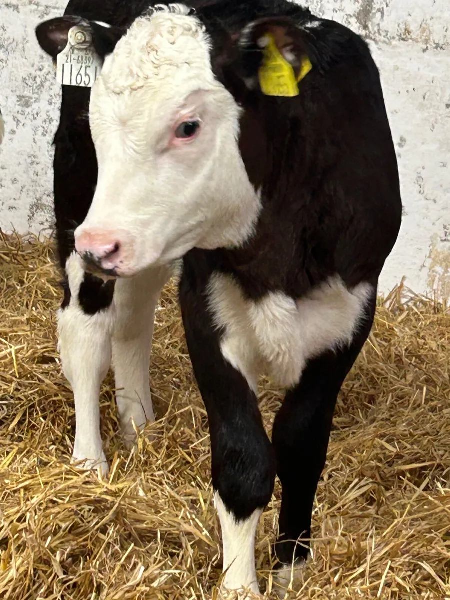 3 SUPER BLACK WHITEHEAD HEIFER CALVES - Image 3